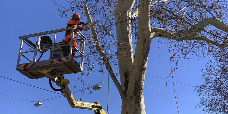 Fitnessprogramm für den Baum – Heißere Sommer erfordern innovative Ansätze bei der Baumpflege